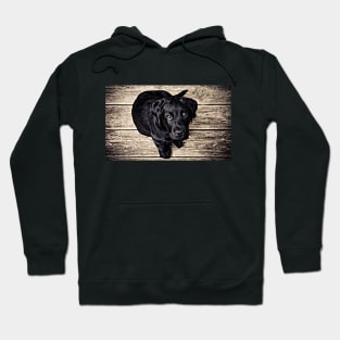 Wow! What A Beautiful Black Puppy Dog Hoodie